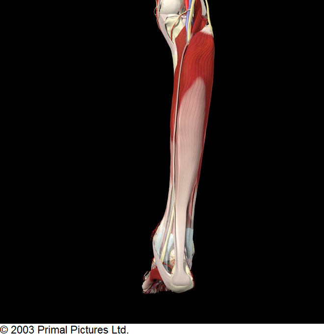 Soleus Muscle (in red)