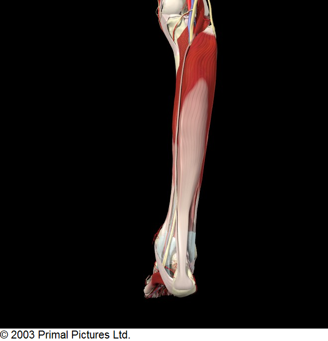 The Anatomy Of A Soleus Injury Brian Schiffs Blog