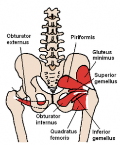 250px-posterior_hip_muscles_1