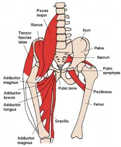 anterior_hip_muscles