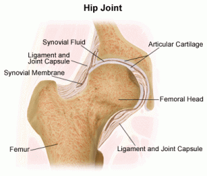 figure-1-hip-joint1
