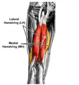 hamstring