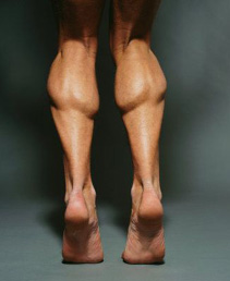 calfmuscles